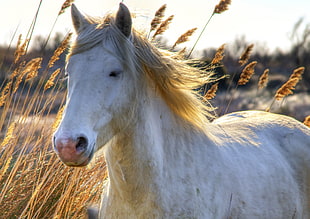 white horse on withered grass field at day time