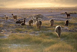 group of 4-legged animals on open field during daytime HD wallpaper