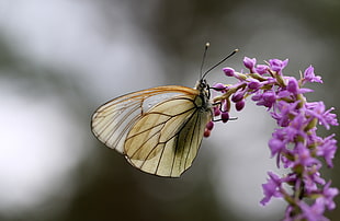 selective focus photography of beige butterfly on purple flower, lepidoptera