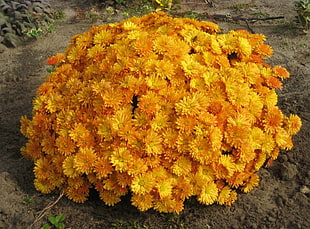 bed of yellow flowers