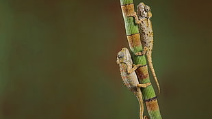 close up photo of two chameleons