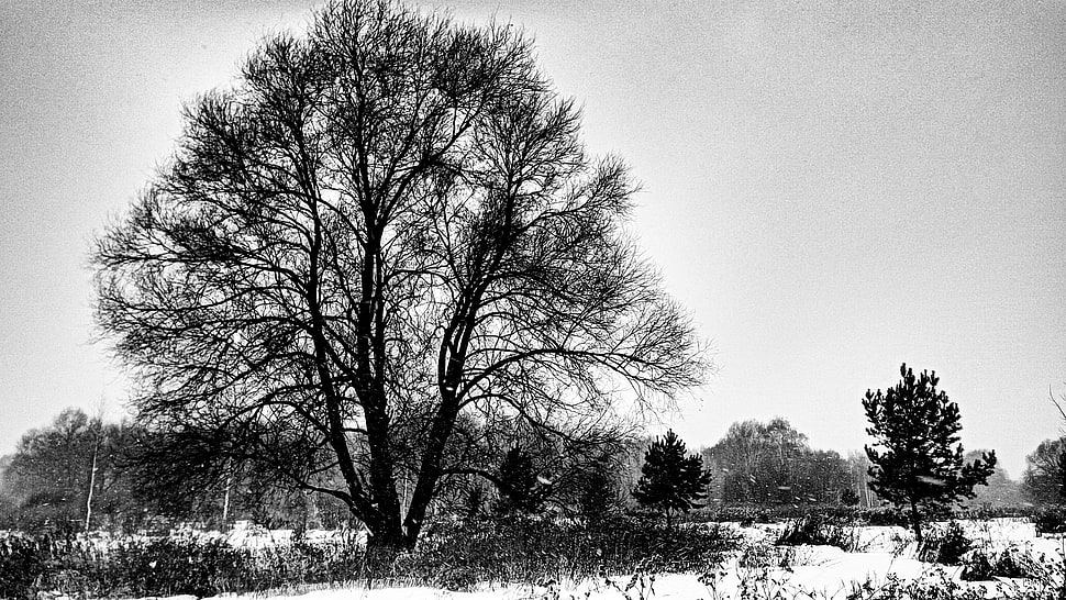 bare tree in grayscale photo, landscape, monochrome, snow, forest HD wallpaper
