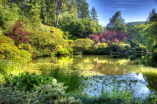 green grass and lake photo taken during daytime HD wallpaper