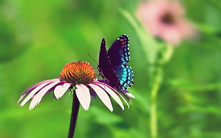 blue and black butterfly on purple daisy