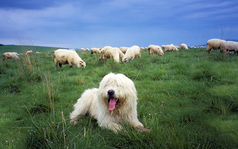white polish lowland sheepdog HD wallpaper