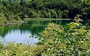 green-leafed plant near body of water HD wallpaper