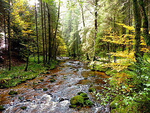 water stream, nature
