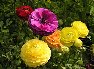 pink, red, and yellow petal flowers