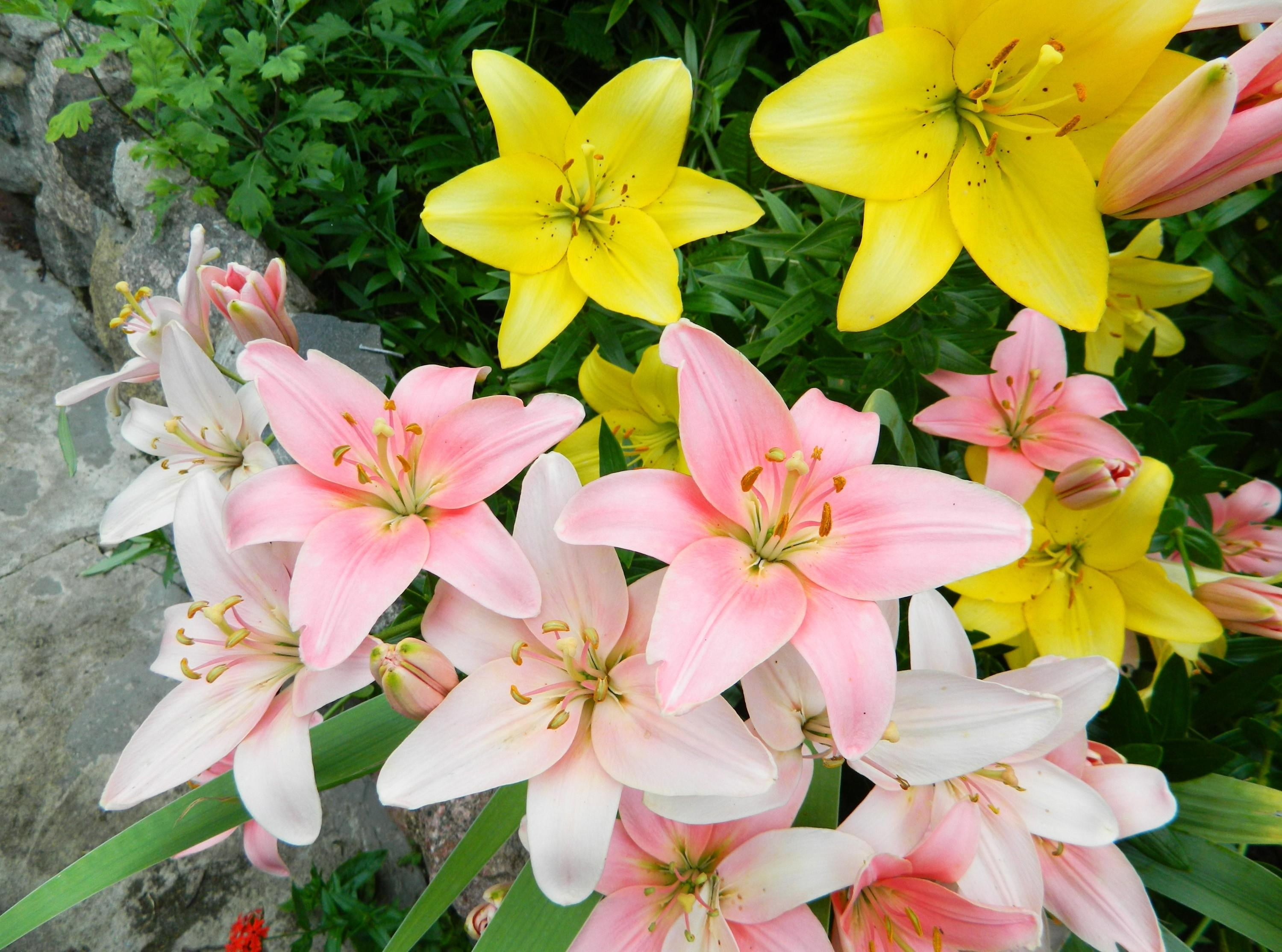 pink-and-white with yellow flowers