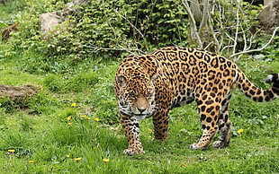 person showing leopard