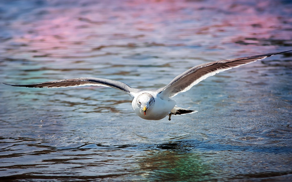 white and brown bird HD wallpaper