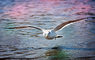 white and brown bird HD wallpaper