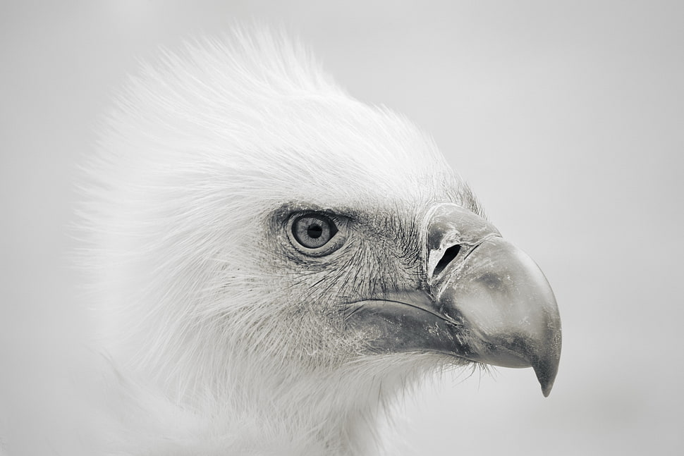 grayscale photography of bird HD wallpaper