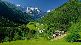 green pine trees, landscape, village, hills, mountains HD wallpaper