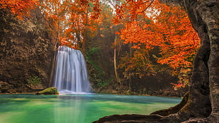 waterfalls surrounded by red leaf trees