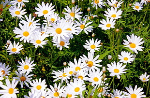 photo of bed of white Daisy flowers