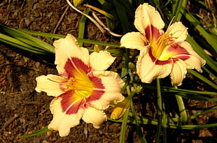 two yellow-and-red petaled flowers