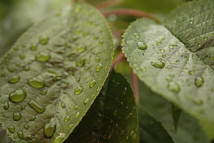 selective photography of water dew on top of green lead plant HD wallpaper