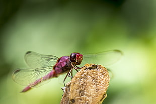 purple Dragonfly perched on brown stem close-up photography