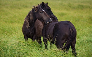 two black horses, animals, horse
