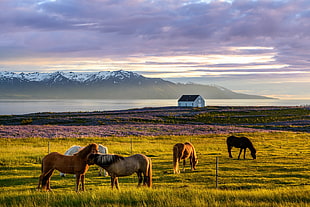brown wooden framed wall decor, Iceland, nature, horse, sky