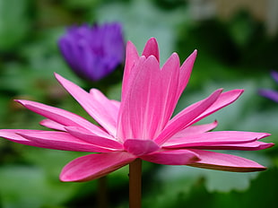 pink and purple Lotus
