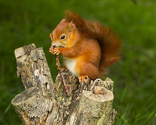 brown squirrel on tree stump during daytime, red squirrel