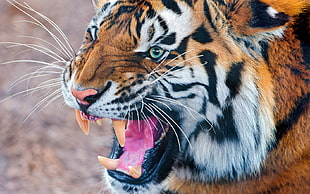 tilt shift lens photography of tiger HD wallpaper