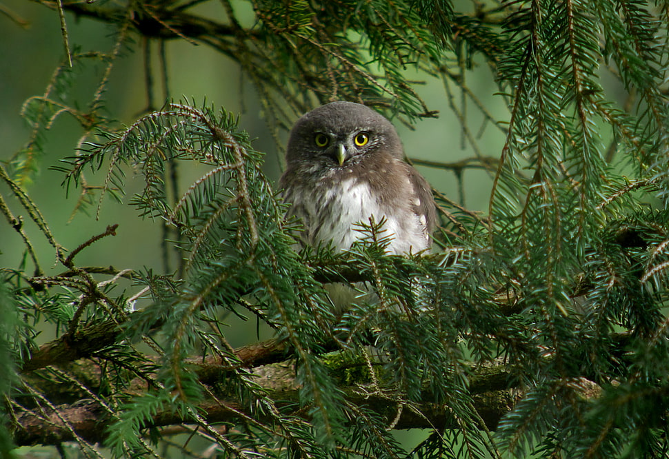Own on tree during day time, glaucidium passerinum HD wallpaper