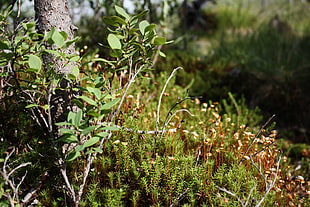 green leafed plant, landscape, Karelia