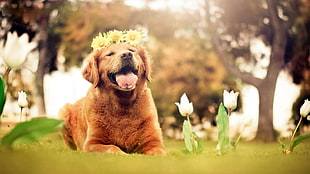 adult golden retriever, dog, animals, nature, tulips