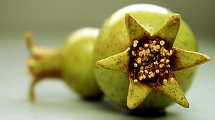 two round green fruits, nature, fruit