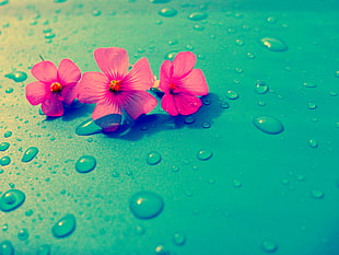 three pink flowers on green surface
