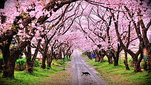 cat on pathway between cherry blossoms