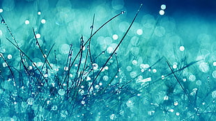 bokeh photography of plant, macro, plants, blue, dew
