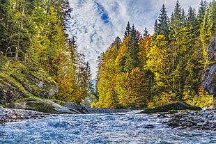 painting of trees near river
