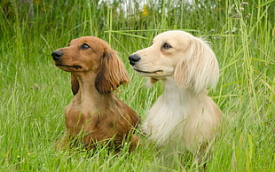 white-and-brown short coated dogs