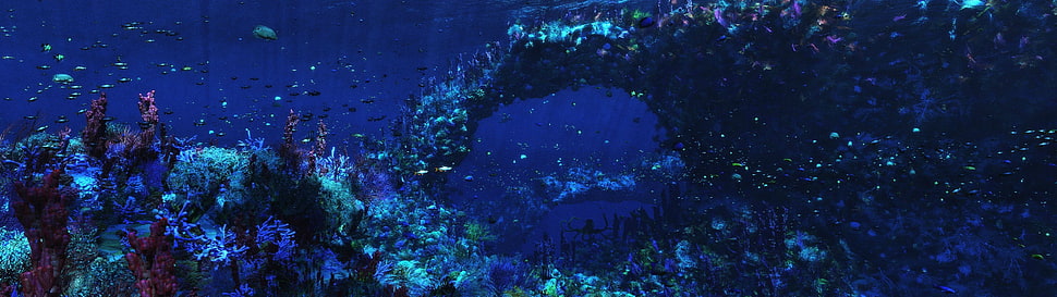 multiple display, underwater, fish, coral HD wallpaper