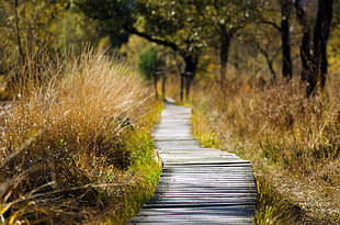 wooden pathway in the middle of dry grasses HD wallpaper