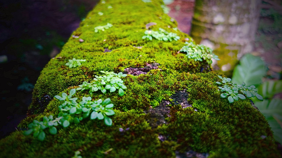 green leaf plant, nature, grass HD wallpaper
