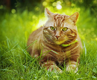 orange Tabby cat lying on green grass
