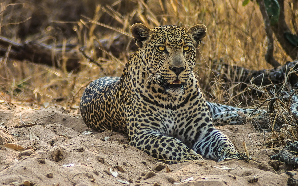 brown leopard on sand during daytime HD wallpaper
