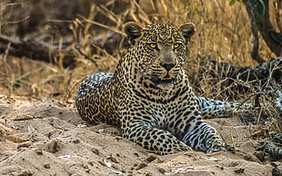 brown leopard on sand during daytime