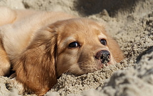 light Golden Retriever Labrador prone lying on sand HD wallpaper