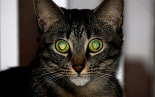 close up photography of silver tabby cat