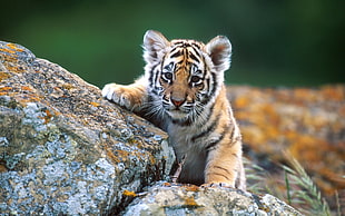 tiger cub, animals, tiger, cubs HD wallpaper