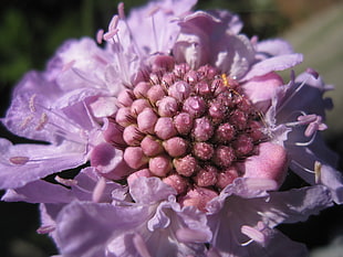 purple scabiosa flower in macro photography