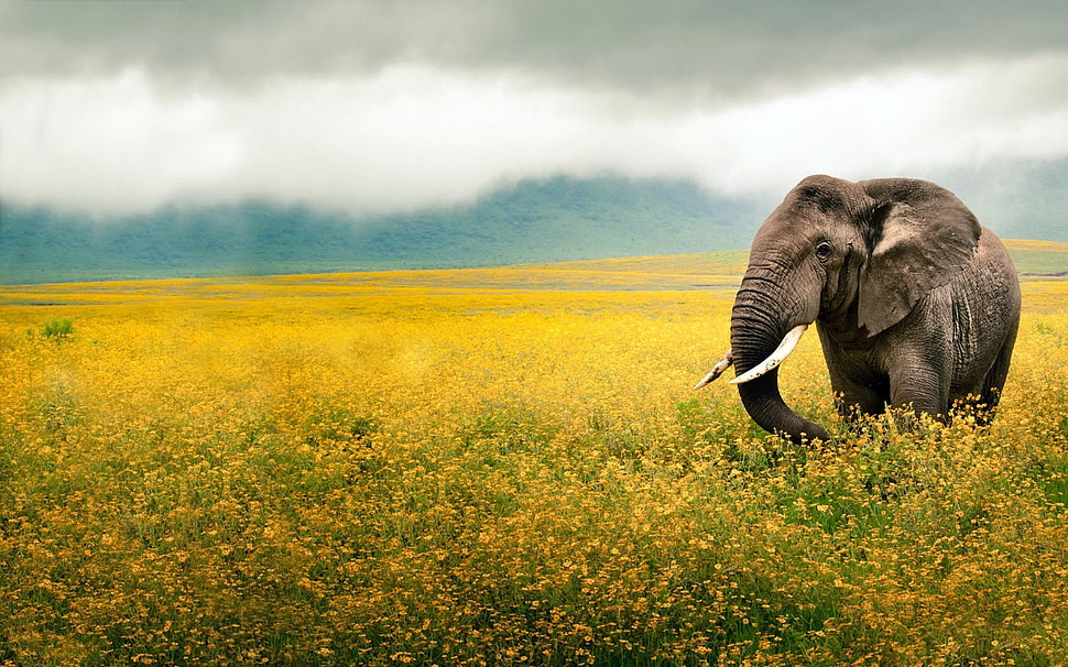 photo of black Elephant in green grass land during daytime HD wallpaper