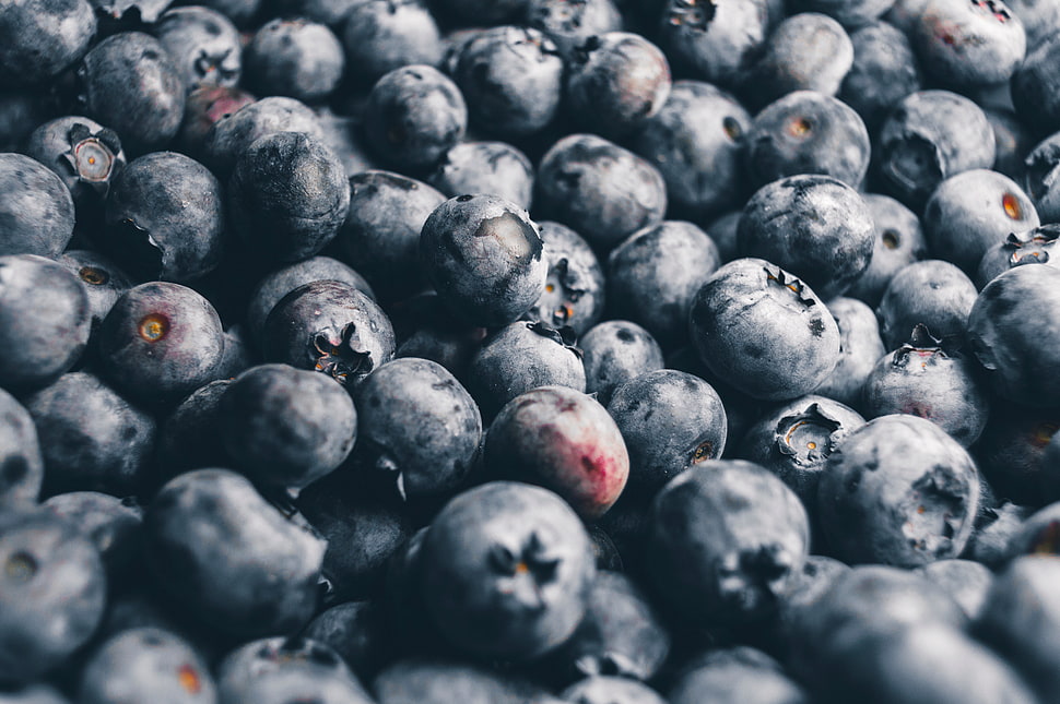 blueberry lot, nature, fruit, blueberries HD wallpaper