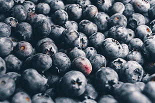 blueberry lot, nature, fruit, blueberries